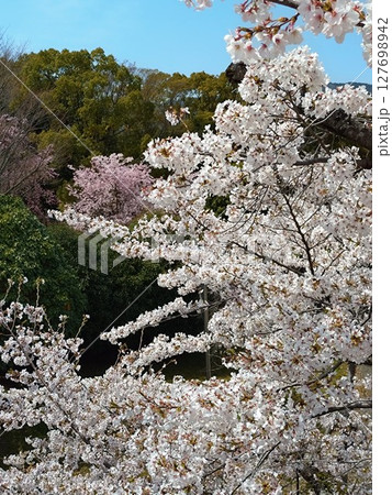 朝日を浴びる満開の桜 127698942