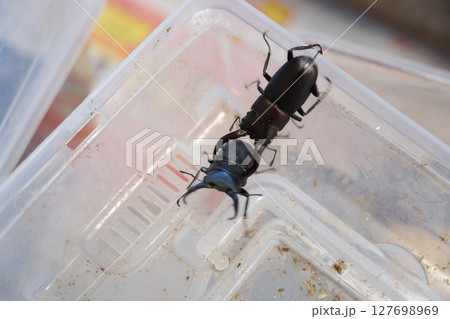 ヒラタクワガタとノコギリクワガタが闘う様子 ヒラタクワガタとノコギリクワガタが闘う様子 127698969