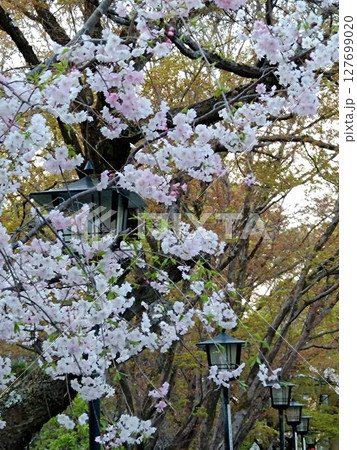 灯篭群をバックにした桜の花 127699020