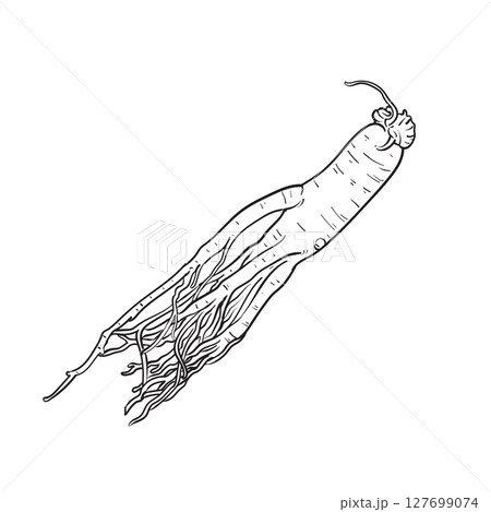 Ginseng hand drawn Ginseng hand drawn 127699074
