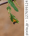 A parasitoid wasp is present on a green leaf. 127699124