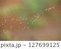 Mosquitoes on a spiderweb nature background 127699125