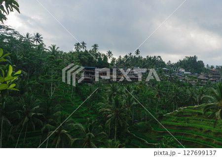 Tegalalang rice terraces in Ubud, Bali island during cloudy day Tegalalang rice terraces in Ubud, Bali island during cloudy day 127699137