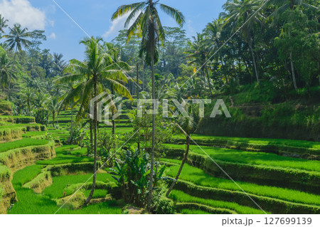 Tegalalang rice terraces, sunny day and green jungles in Ubud, Bali 127699139