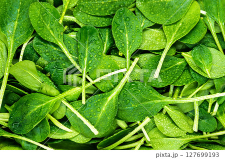 Wet, Fresh and Green Background Surface of Small Spinach 127699193