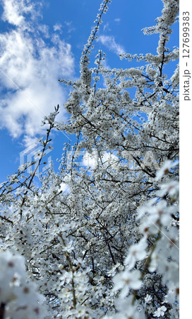 Flowering Tree with Blossoms Framing Blue Sky. 127699383
