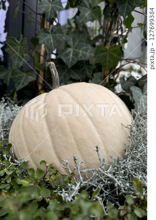 White Pumpkin Nestled in Garden Greenery and Silvery Leaves. 127699384