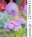 雨引観音の紫陽花和傘（茨城県桜川市） 127699415