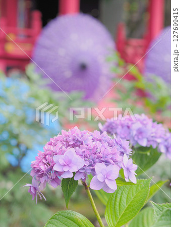 雨引観音の紫陽花和傘(茨城県桜川市) 雨引観音の紫陽花和傘(茨城県桜川市) 127699415