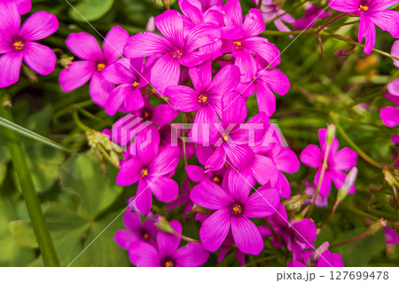 イモカタバミの紫桃色の花 127699478