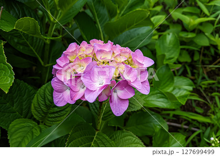 アジサイの紫色の花 アジサイの紫色の花 127699499