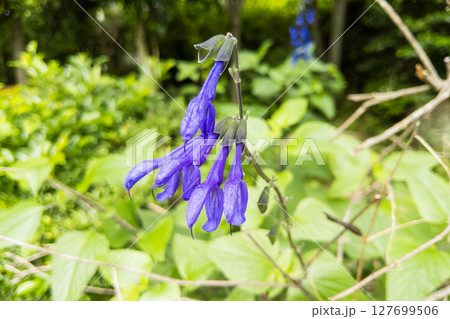 サルビア・ガラニチカの濃青色の花 127699506