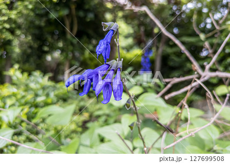 サルビア・ガラニチカの濃青色の花 サルビア・ガラニチカの濃青色の花 127699508