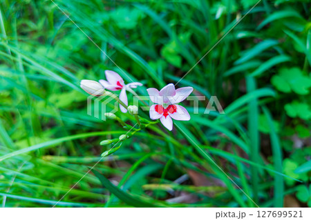 ヒメヒオウギの可憐な花 ヒメヒオウギの可憐な花 127699521