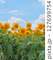 八重ひまわり（茨城県筑西市 あけのひまわりフェスティバル） 127699754