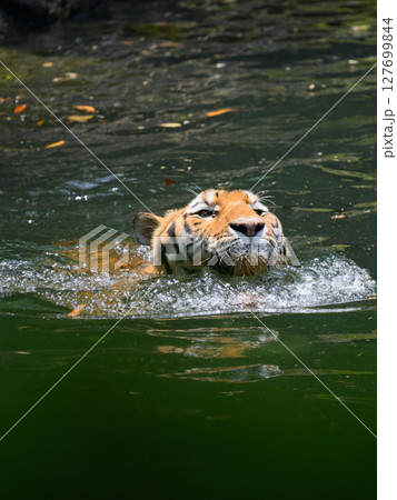 池で泳ぐトラの頭部 池で泳ぐトラの頭部 127699844