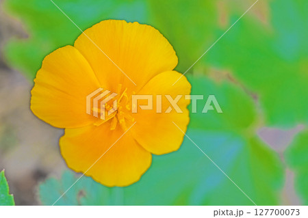 家の周りの草花　四季の色々　公園の花壇に黄色いカリフォルニアポピーの花が彩りを添えています 127700073