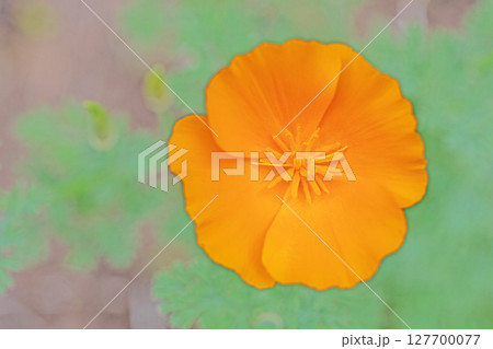 家の周りの草花　四季の色々　公園の花壇に黄色いカリフォルニアポピーの花が彩りを添えています 127700077