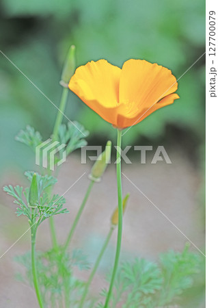 家の周りの草花 四季の色々 公園の花壇に黄色いカリフォルニアポピーの花が彩りを添えています 家の周りの草花 四季の色々 公園の花壇に黄色いカリフォルニアポピーの花が彩りを添えています 127700079