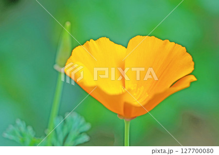 家の周りの草花　四季の色々　公園の花壇に黄色いカリフォルニアポピーの花が彩りを添えています 127700080