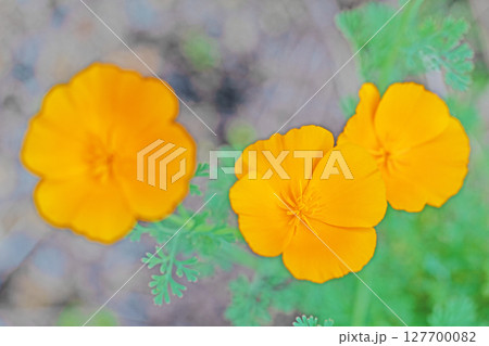 家の周りの草花　四季の色々　公園の花壇に黄色いカリフォルニアポピーの花が彩りを添えています 127700082