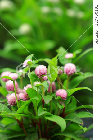 不老長寿の千日紅 127700191