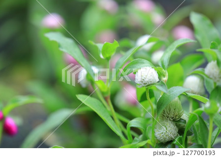 不老長寿の千日紅 127700193