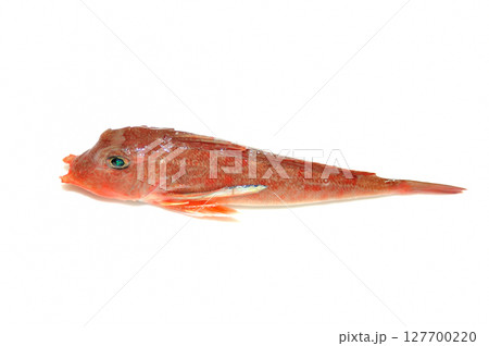 白バックで撮ったカナガシラ 白バックで撮ったカナガシラ 127700220