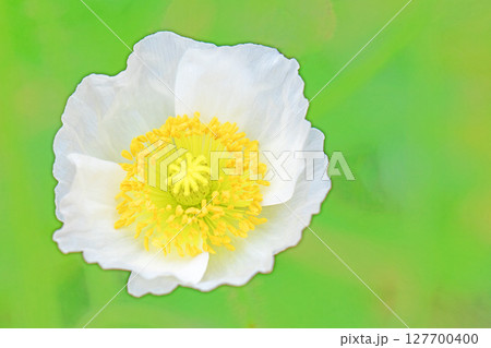 家の周りの草花 四季の色々 公園の花壇に色とりどりのシベリアひなげしの花が彩りを添えています 家の周りの草花 四季の色々 公園の花壇に色とりどりのシベリアひなげしの花が彩りを添えています 127700400