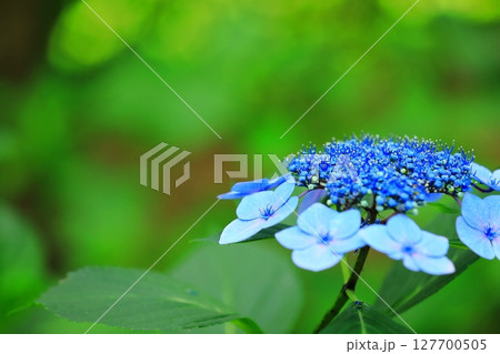 カラフルな紫陽花 カラフルな紫陽花 127700505
