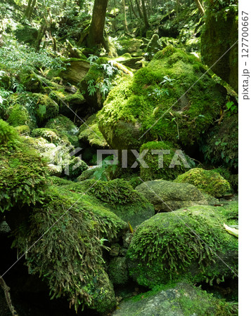 5月の晴れた屋久島苔むす森トレッキング 127700667