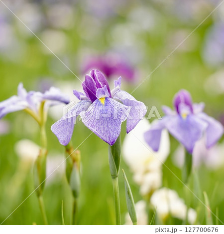 薄紫色とピンクのカラフルな花菖蒲　ふんわり背景 127700676