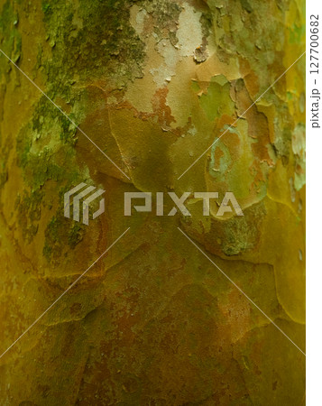 5月の晴れた屋久島苔むす森トレッキング 127700682