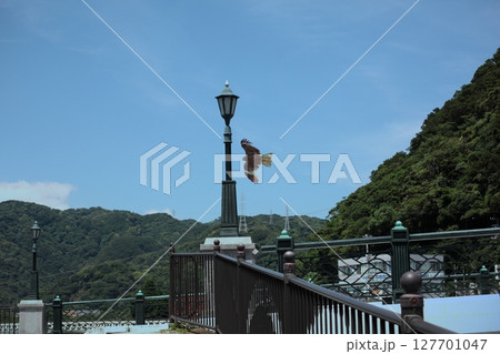 伊豆半島海沿いの架かる橋とトンビが飛んでいる風景 127701047