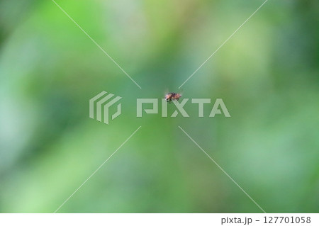 ホバーリング（ホバリング）するツマグロキンバエ（褄黒金蠅） 127701058