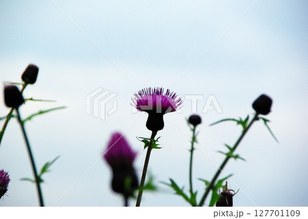 姫川源流の花のある風景 127701109