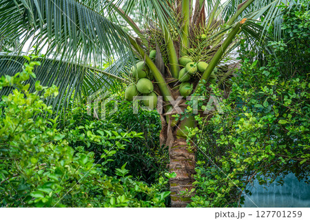 Close-up of The green ripe coconut fruit on the coconut tree of the palm tree as a fresh young coconut in the backyard in Thailand Close-up of The green ripe coconut fruit on the coconut tree of the palm tree as a fresh young coconut in the backyard in Thailand 127701259