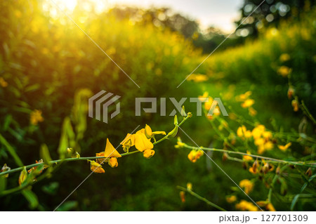 Beautiful of yellow sunn hemp field yellow flowering blooming in fields for soil improvement at sunset sky with white clouds in Thailand. 127701309