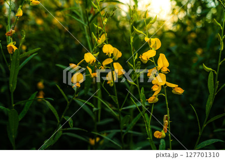 Beautiful of yellow sunn hemp field yellow flowering blooming in fields for soil improvement at sunset sky with white clouds in Thailand. 127701310