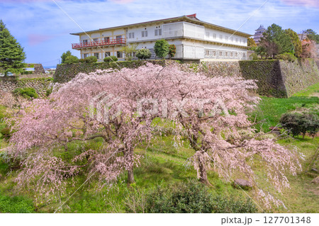 桜咲く春の島原城 127701348