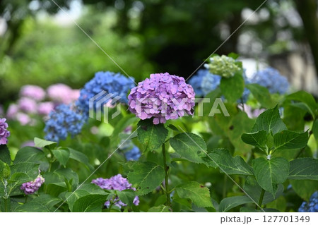 夏を前に公園に咲く静かな花 夏を前に公園に咲く静かな花 127701349