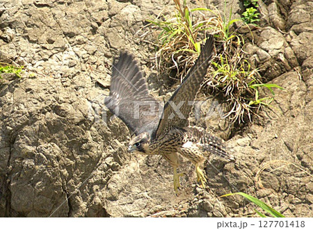 獲物を狙うハヤブサ 127701418