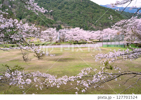 春の水上村 市房ダム 127701524