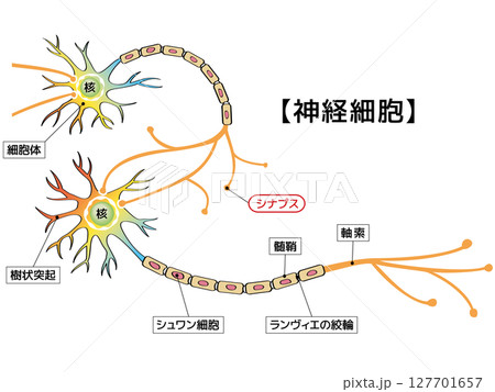 神経細胞の情報伝達 127701657