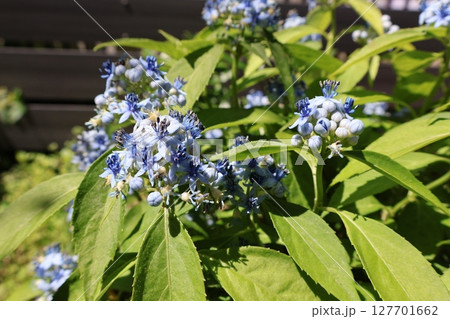 鉢植えの常山紫陽花 鉢植えの常山紫陽花 127701662