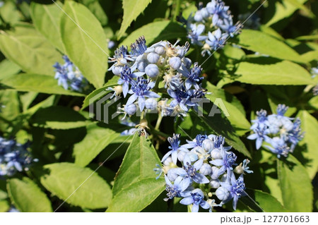 常山紫陽花の可愛い花 常山紫陽花の可愛い花 127701663