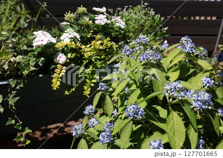 常山紫陽花とニチニチソウの寄せ植え 127701665
