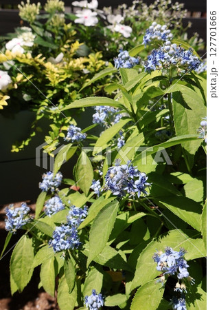 常山紫陽花とニチニチソウの寄せ鉢 127701666