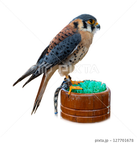 American Kestrel perched on wooden stand isolated on white background. 127701678