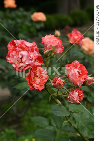 オレンジ・スプラッシュ オレンジ・スプラッシュ 127701796